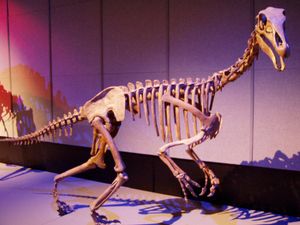로열 티렐 박물관에 전시된 알락사우루스의 재구성된 골격.