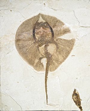 초기 에오세 화석 가오리 Heliobatis radians