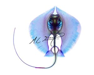 가오리 (Hypanus sabinus)의 골격