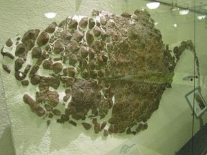 AMNH 표본