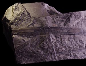 폴란드의 석탄기에서 발견된 아르트로플레우라 sp.의 화석 등판(축 부위)으로, 다양한 화석 식물에 둘러싸여 있다.