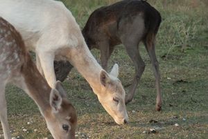 텍사스 화석 림 야생동물 센터에서 발견된 세 가지 다마사슴 색상 변종