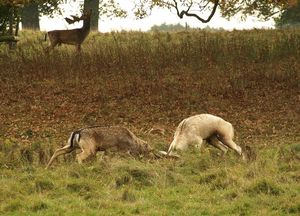 찰리코트 공원에서 싸우는 유럽 다마사슴 수컷
