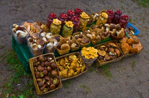 현지 농민에게 중요한 버섯 채집, 베리 채집