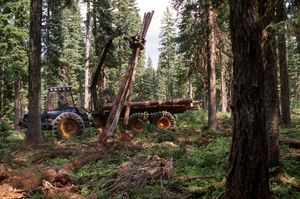 유매틸라 국유림의 솎아내기