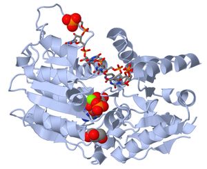 사람 DEAD-box RNA 헬리케이스