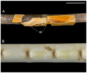 화석 (위) 및 현생 (아래) 조류의 자뼈에 있는 깃털 결절