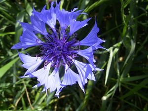 수레국화(Centaurea cyanus)