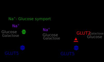 소장의 당 운반 단백질
