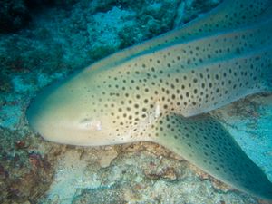 얼룩상어 근접 촬영