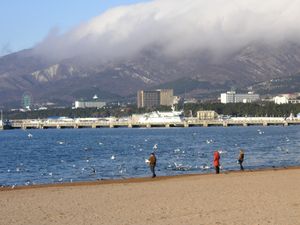 겨울 해변에 모인 바닷새