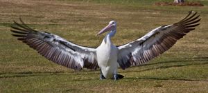 펠리칸 날개 길이