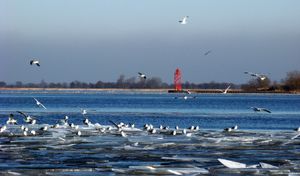 겨울의 석호 위의 갈매기