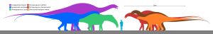 디크라에오사우루스과(Dicraeosauridae) 구성원의 크기 비교. 아마르가사우루스는 녹색이다.