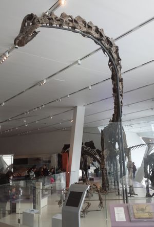 고르도, 로열 온타리오 박물관 골격, 토론토