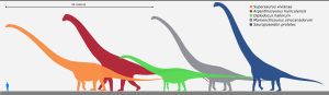 거대 용각류 공룡들의 크기 비교. 아르헨티노사우루스는 왼쪽에서 두 번째 붉은색.