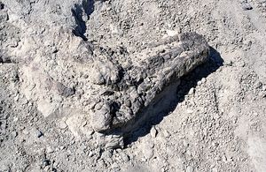 이치구알라스토 국립공원에서 발견된 화석