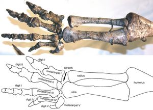 등쪽에서 본 P.&nbsp;trossingensis ("Skelett 2")의 왼쪽 아래 팔과 손의 모습. 요골의 모양은 손이 회내(손바닥을 아래로 돌리는 것)될 수 없음을 나타내며, 따라서 이동에 역할을 할 수 없음을 보여준다.