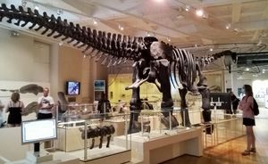 러트랜드 C. oxoniensis의 뒷모습