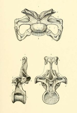B. excelsus의 목뼈(상단)와 등뼈(하단).