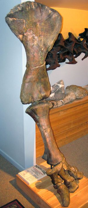 모리슨 자연사 박물관 소장, 의 왼쪽 앞다리