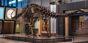 텔러스 과학 박물관에 전시된 B. 파르부스 표본 UWGM 15556의 모형