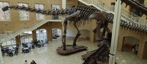 펀뱅크 자연사 박물관에 전시된 아르헨티노사우루스 골격 재구성 모형