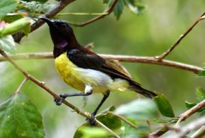 OBS에 있는 보라등꼬리태양새