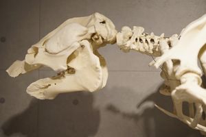 아프리카매너티의 두개골