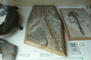 안드리아스 스체우크제리