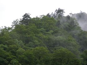 우즈라카와의 오엽송