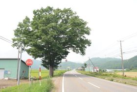 사시의 느티나무