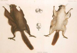 Fauna Japonica의 Pteromys momonga 삽화