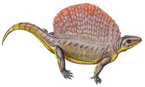 보헤미클라불루스