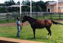 종마 시절의 토카이 테이오