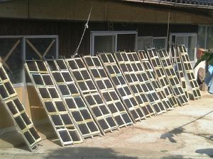 야마구치현 미시마 섬에서 김 건조