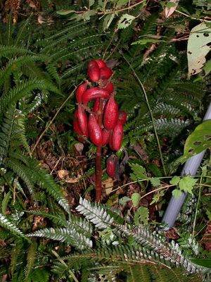 으름난초의 열매