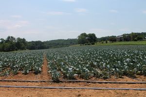 펜실베이니아의 콜라드 밭