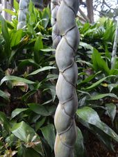 쇼린지의 귀갑죽림