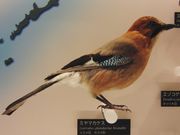 미야마카케스 박제(국립과학박물관 전시)