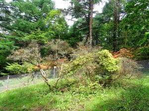 미모리의 큰 산철쭉