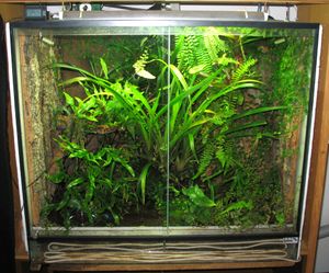 식물을 주체로 한 테라리움