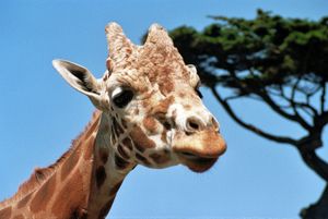 샌프란시스코 동물원의 기린