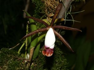 C. araguaiensis
