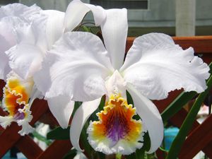 Cattleya mossiae forma coerulea