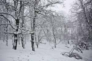 타바르카 숲에 내린 눈