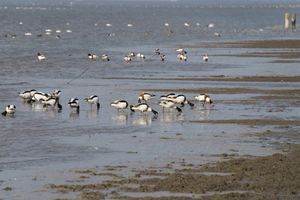 먹이를 찾는 무리 (히가시요카 간석지)