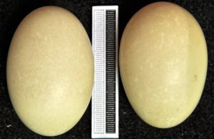 비스바덴 박물관 소장품의 알