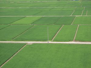 에치고 평야의 벼농사 풍경