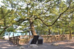 3대째 "하고로모노마츠"